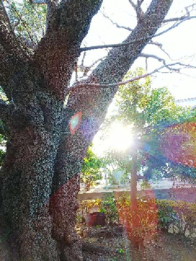 神奈川県横浜市青葉区たちばな台2ｰ22ｰ1 子ノ神社の写真24