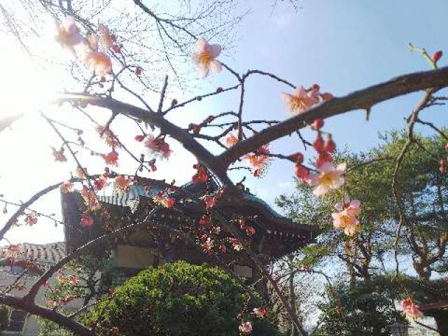 神奈川県横浜市青葉区たちばな台2ｰ22ｰ1 子ノ神社の写真74