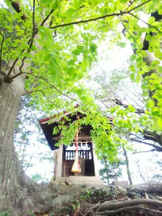 八幡社の参拝記録(またたびさん)