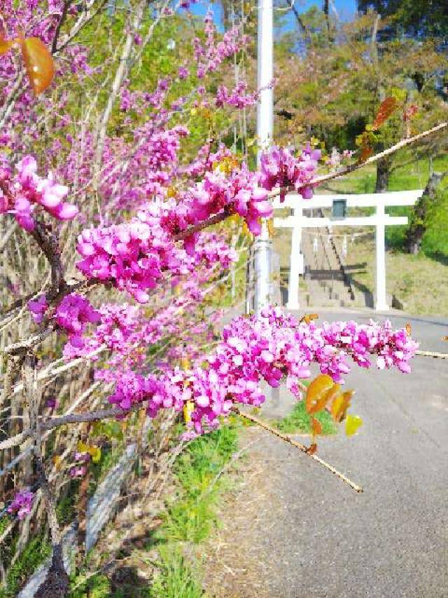 神奈川県横浜市青葉区寺家町880 寺家熊野神社の写真57