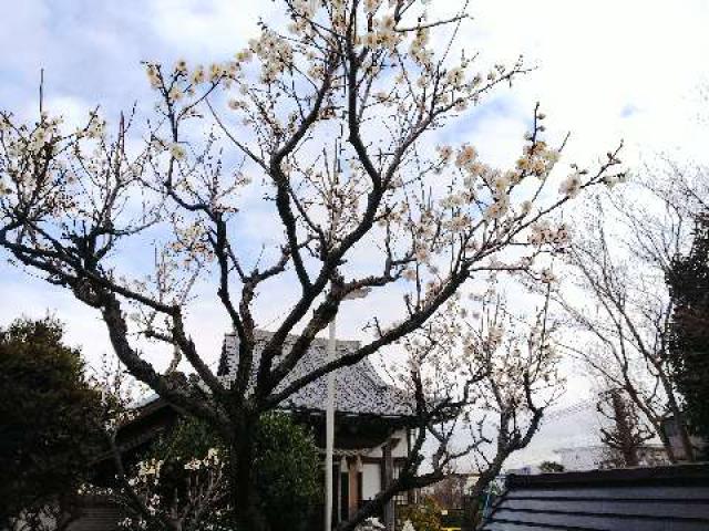 神奈川県横浜市青葉区柿の木台28ｰ2 醫藥神社の写真80
