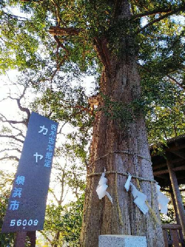 神奈川県横浜市青葉区しらとり台61ｰ12 神鳥前川神社の写真8