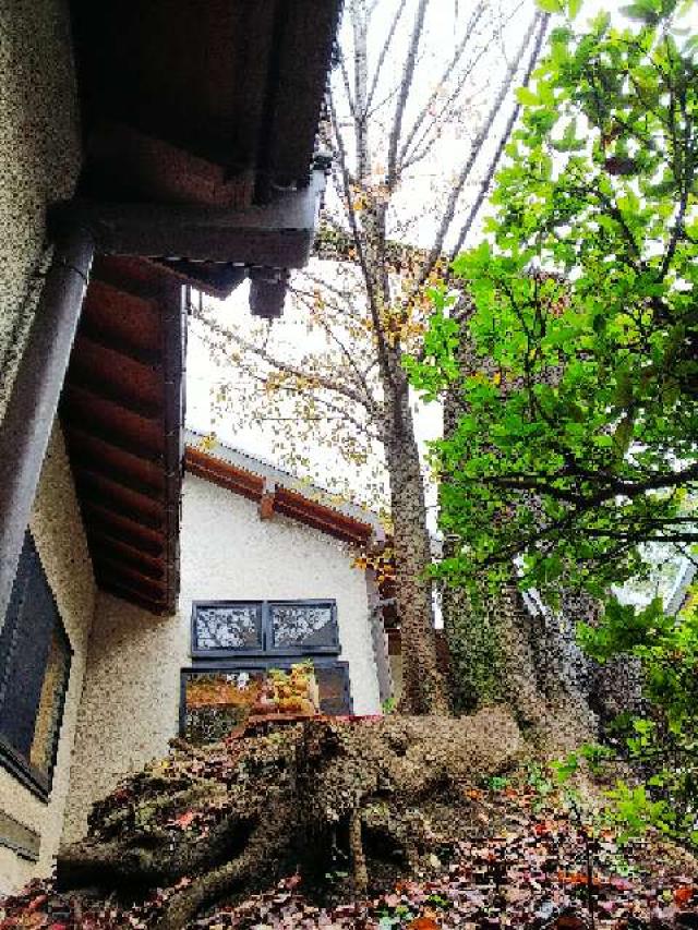 神奈川県横浜市青葉区しらとり台61ｰ12 神鳥前川神社の写真14