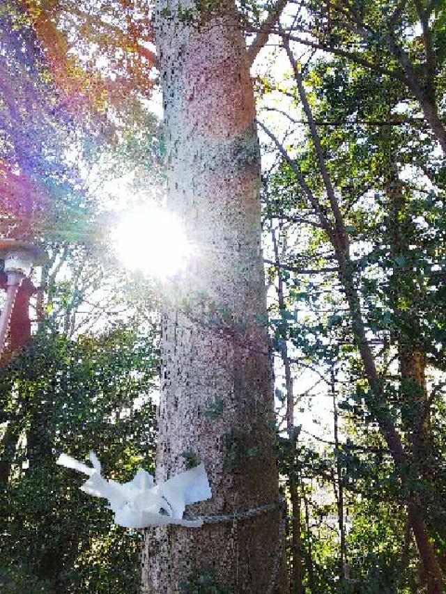 神奈川県横浜市青葉区しらとり台61ｰ12 神鳥前川神社の写真26