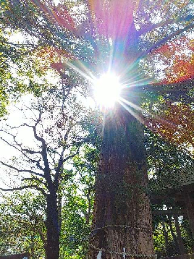 神奈川県横浜市青葉区しらとり台61ｰ12 神鳥前川神社の写真96