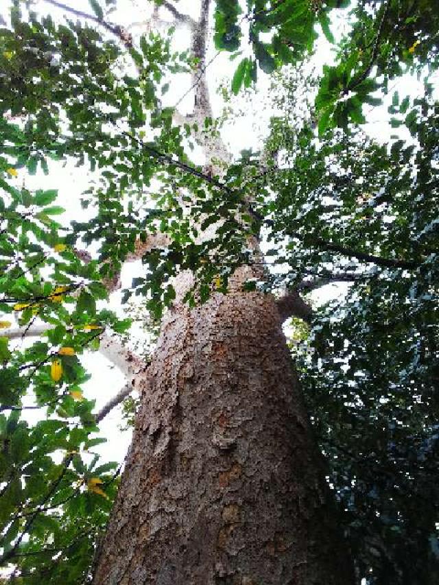 神奈川県横浜市都筑区折本町１４５８ 淡島社の写真20