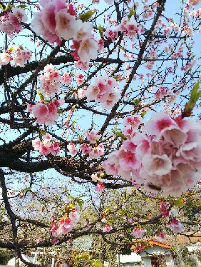 神奈川県横浜市都筑区折本町１４５８ 淡島社の写真51
