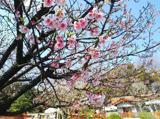 神奈川県横浜市都筑区折本町１４５８ 淡島社の写真57