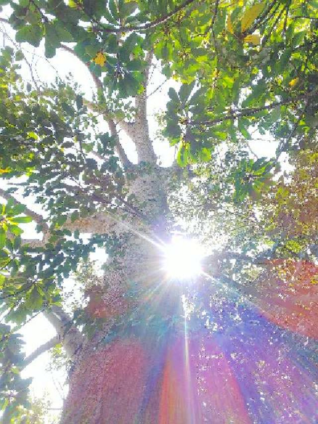 神奈川県横浜市都筑区折本町１４５８ 淡島社の写真71