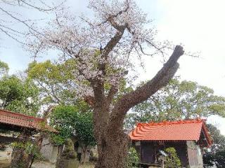 大熊 杉山神社の参拝記録(またたびさん)