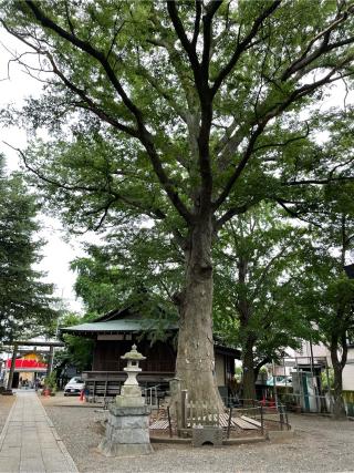 小杉神社の参拝記録(だんなさん)