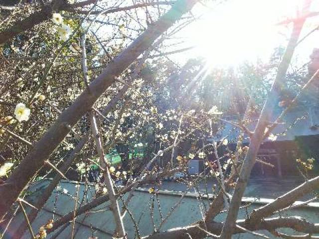 神奈川県川崎市宮前区菅生2-8-1 菅生神社の写真25