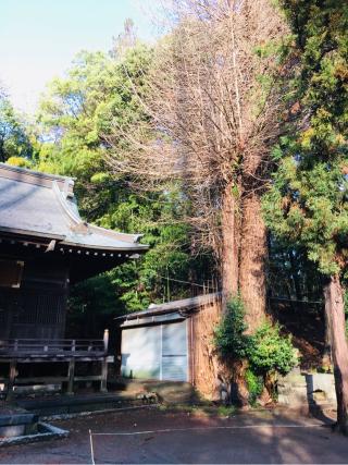 菅生神社の参拝記録(だぁくさん)
