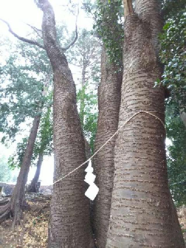 神奈川県川崎市麻生区白鳥2ｰ10ｰ1 白鳥神社の写真26