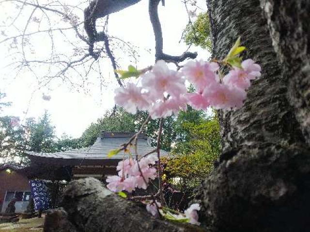神奈川県川崎市麻生区白鳥2ｰ10ｰ1 白鳥神社の写真39