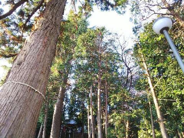 神奈川県川崎市麻生区白鳥2ｰ10ｰ1 白鳥神社の写真43