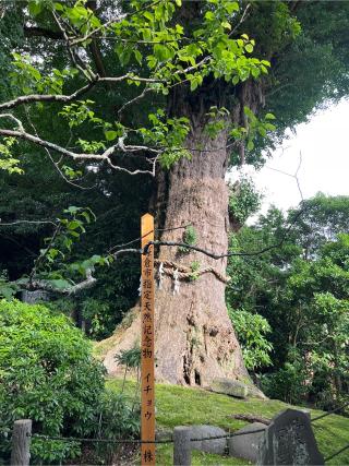 荏柄天神社の参拝記録(⛩️🐉🐢まめ🐢🐉⛩️さん)