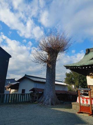 菅原神社（天神宮）の参拝記録(つっつさん)