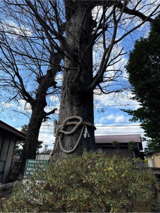 八坂神社の参拝記録(⛩️🐍🐢まめ🐢🐍⛩️さん)