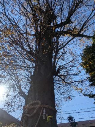 八坂神社の参拝記録(はくすみさん)