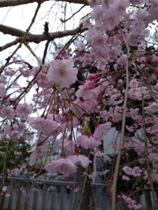 春日神社の参拝記録(三毛猫さん)