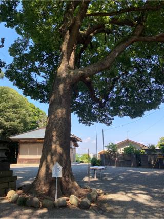 五社神社の参拝記録(耶麻桜さん)