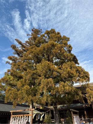 寒川神社（相模国一宮）の参拝記録(⛩️🎠🐢まめ🐢🎠⛩️さん)