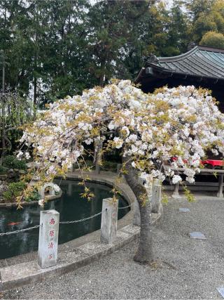 六所神社（相模国総社）の参拝記録(⛩️🐍🐢まめ🐢🐍⛩️さん)