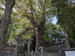五所神社の参拝記録(おがおが1262さん)
