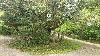 江沼神社の参拝記録(わくたまくんさん)
