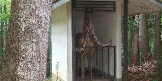 白山神社の参拝記録(優雅さん)