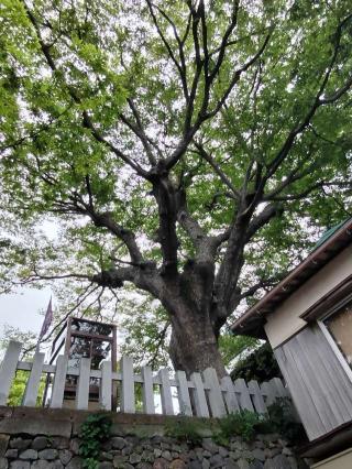 藤塚神社の参拝記録(おかやんさん)