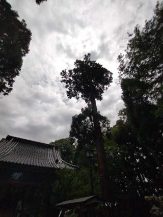 本村井神社の参拝記録(おかやんさん)