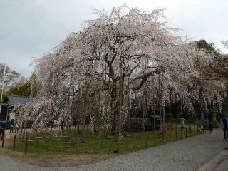 足羽神社の参拝記録(ゆーたさん)