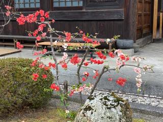 東光山 善徳寺の参拝記録(さくらまんじゅうさん)