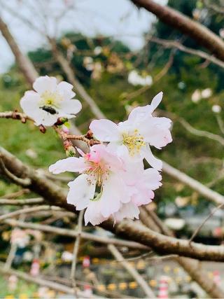 多宝山 福厳寺の参拝記録(SUPRAさん)