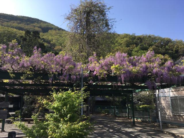 山梨県笛吹市春日居町鎮目1696 山梨岡神社の写真4