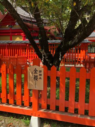金櫻神社の参拝記録(ハゲオさん)