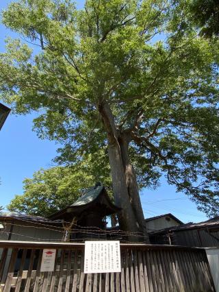 野々宮神社の参拝記録(xiao-chiさん)