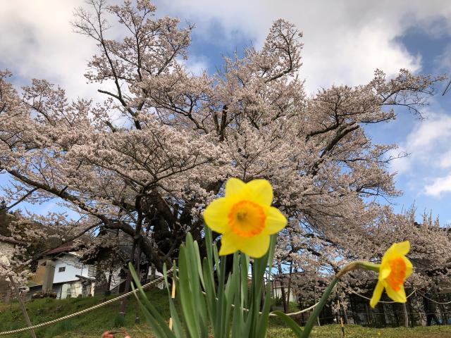 長野県長野市大字泉平字素桜513 素桜神社の写真2