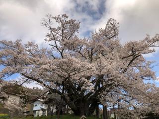素桜神社の参拝記録(ひでひでさん)
