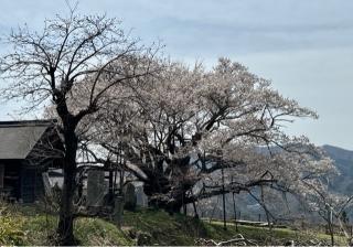 素桜神社の参拝記録(竜胆の花さん)