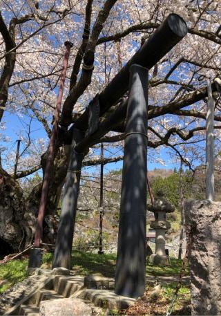素桜神社の参拝記録(竜胆の花さん)