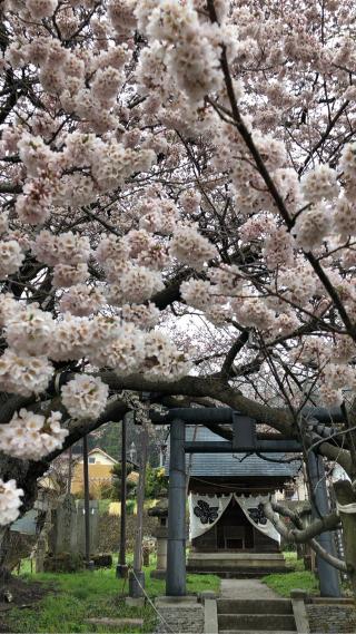 素桜神社の参拝記録(竜胆の花さん)