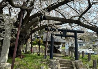 素桜神社の参拝記録(竜胆の花さん)