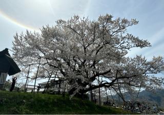 素桜神社の参拝記録(竜胆の花さん)