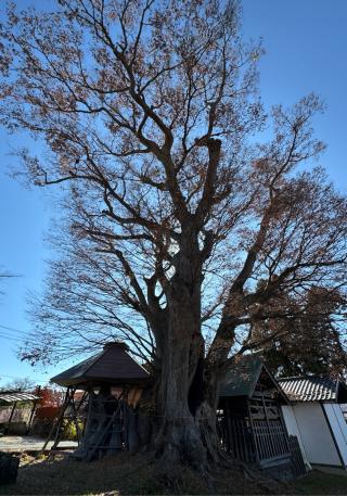 熊野神社の参拝記録(竜胆の花さん)