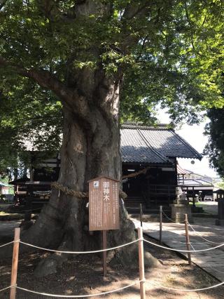 白鳥神社の参拝記録(花散里さん)