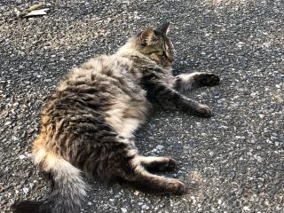 万徳寺の参拝記録(たーこさん)