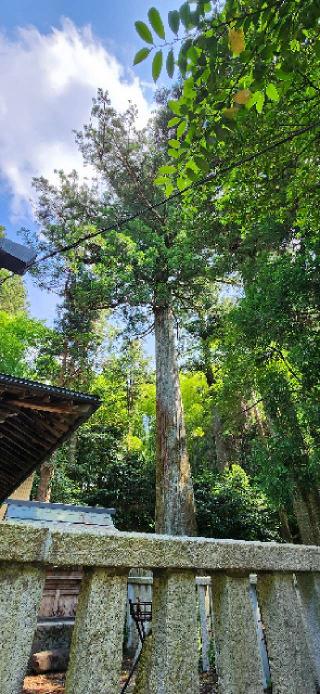 天鷹神社の参拝記録(まぁちゃんさん)